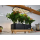 Rainpoint Zestaw do uprawy hydroponicznej - 1540785 - zdjęcie 4